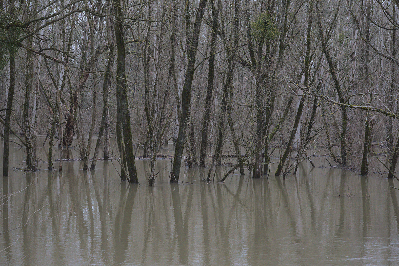 Rheinaue bei Hochwasser