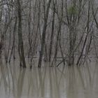 Rheinaue bei Hochwasser