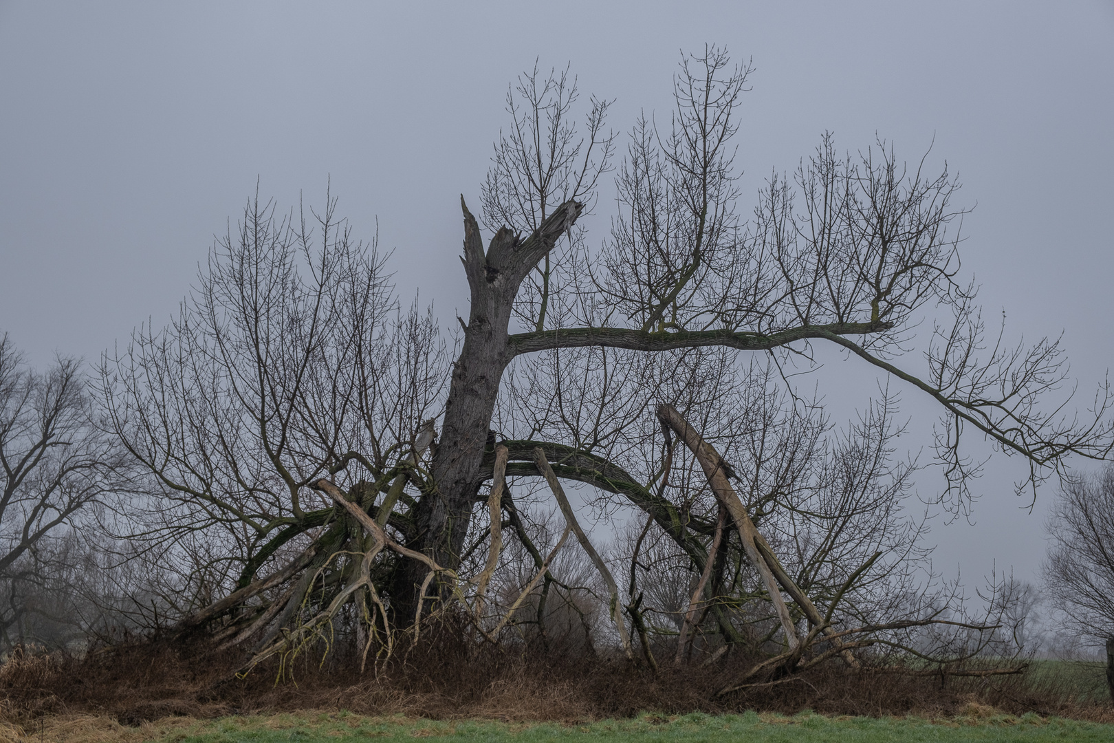 Rheinaue bei Nebel bei Grimlinghausen/Neuss