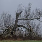 Rheinaue bei Nebel bei Grimlinghausen/Neuss