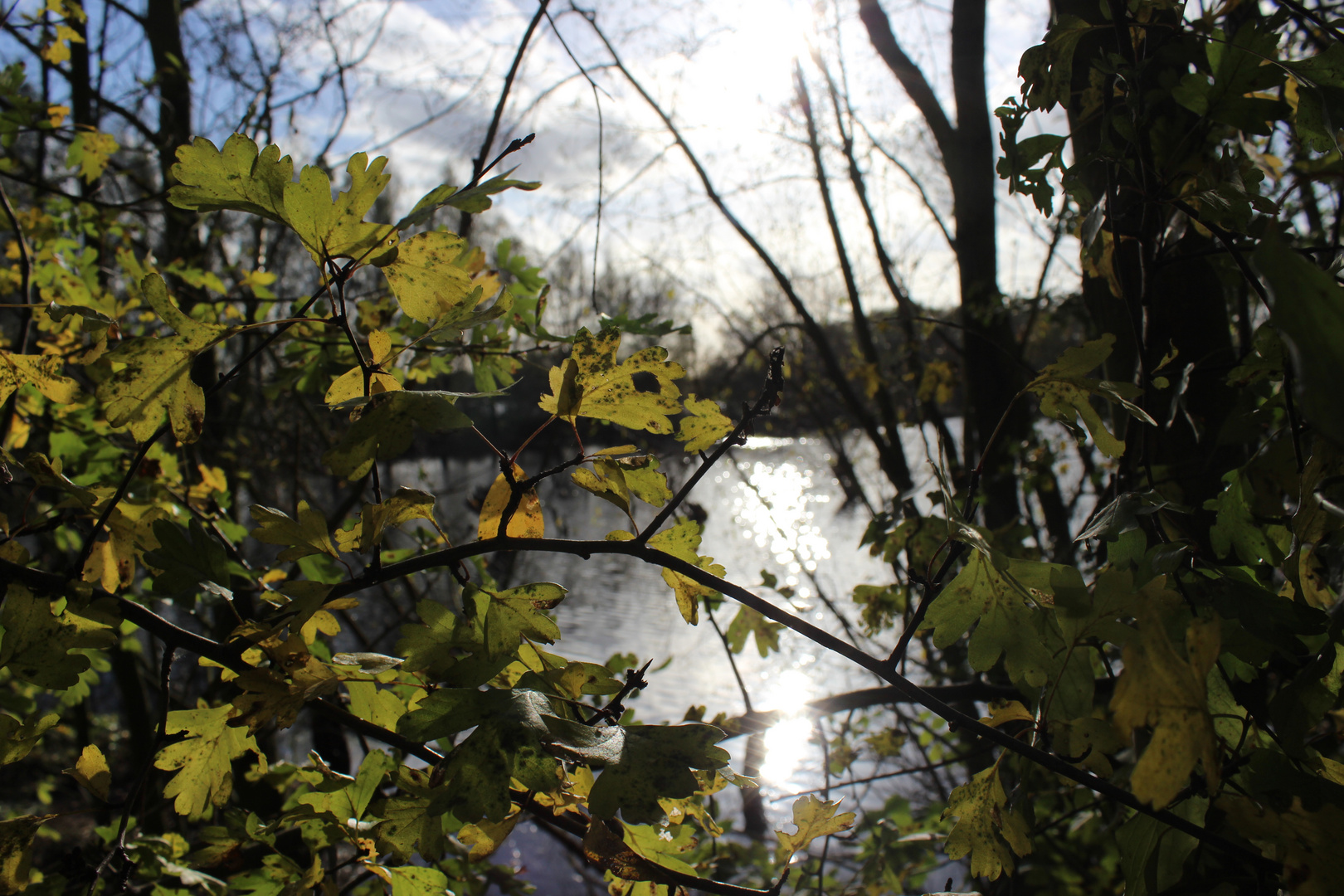 Rheinaue Duisburg Walsum 3