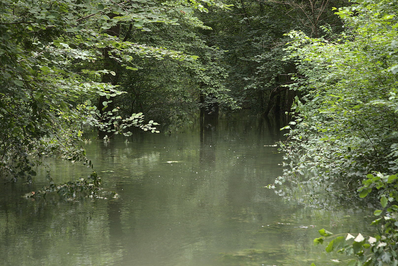 Rheinaue im Hochwasser