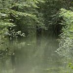 Rheinaue im Hochwasser