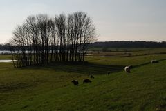 Rheinaue im März