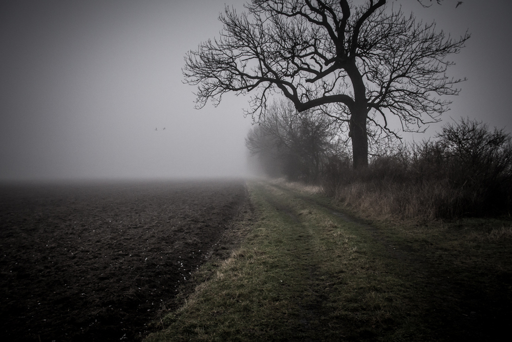 Rheinaue im Nebel versunken