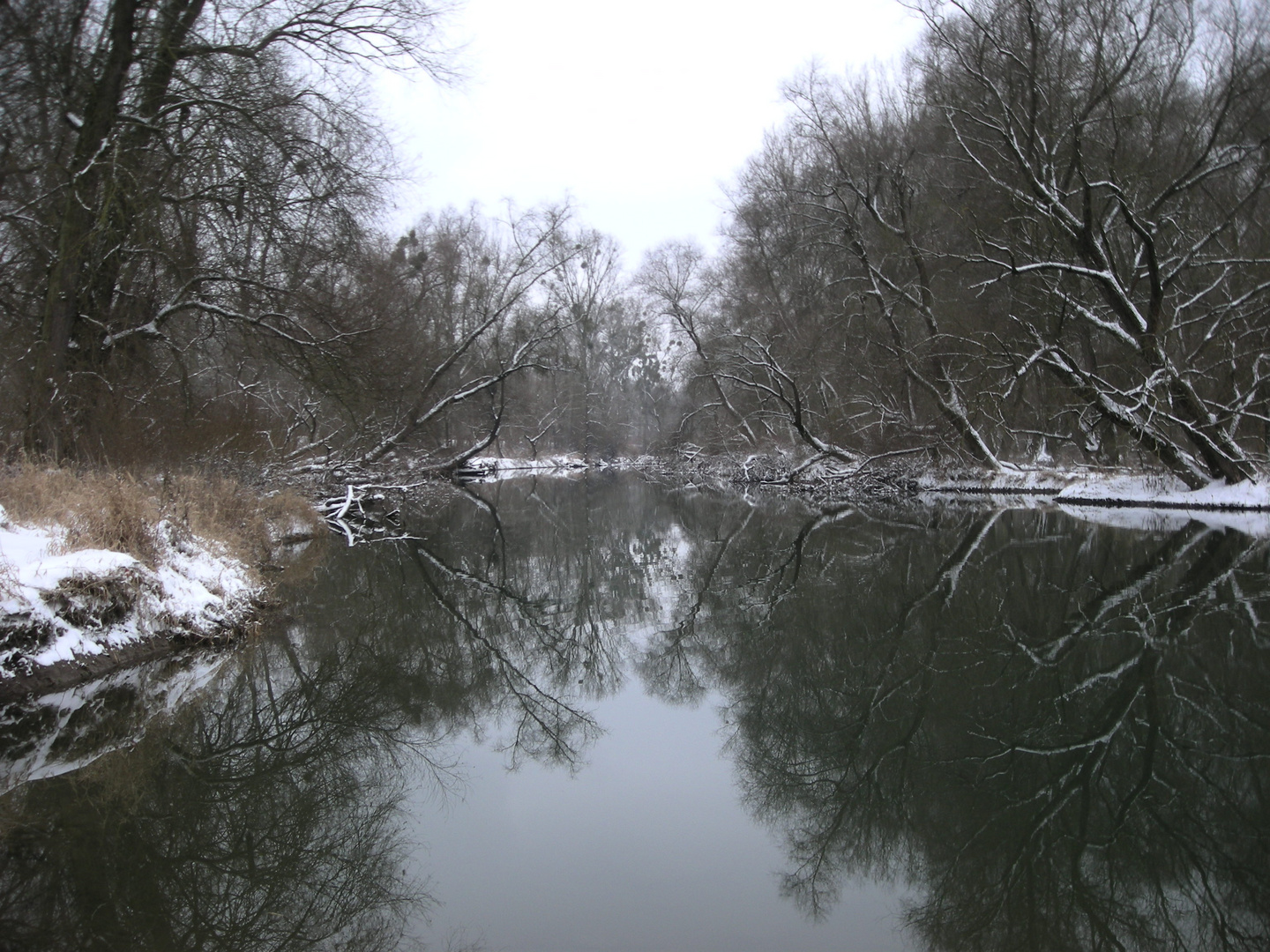 Rheinaue im Winter