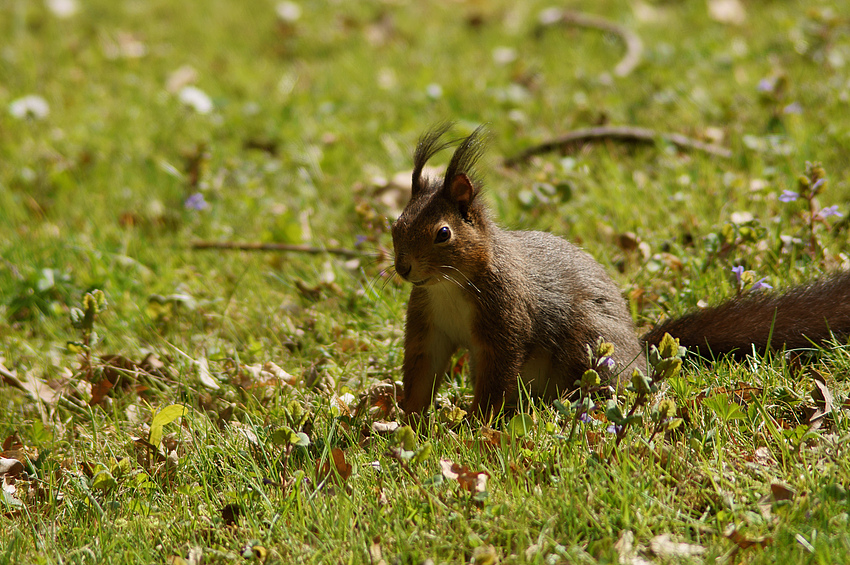 Rheinaue22.4.12