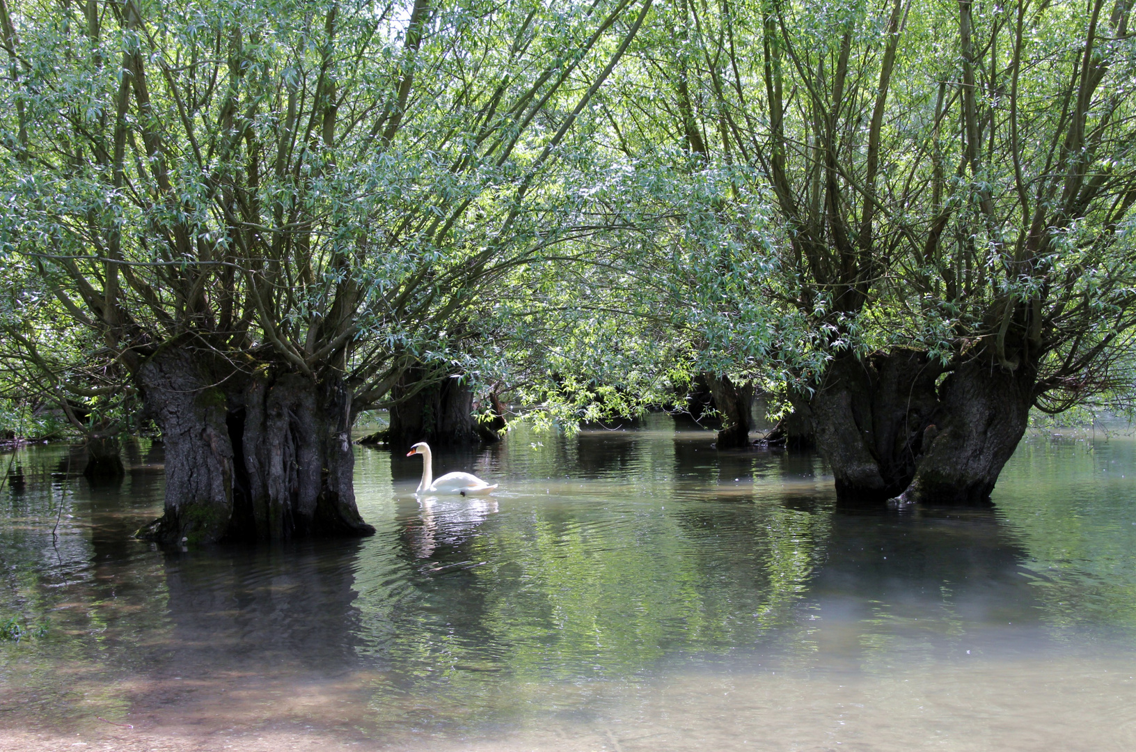 Rheinauen