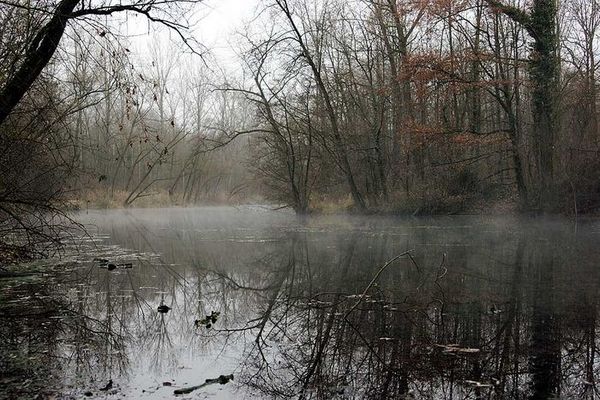 Rheinauen bei Burkheim im Kaiserstuhl