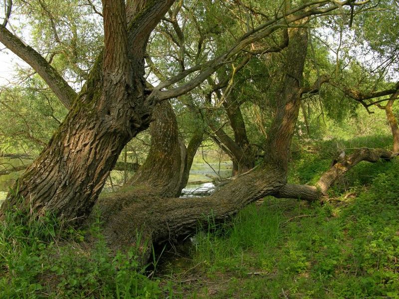 Rheinauen bei Ingelheim