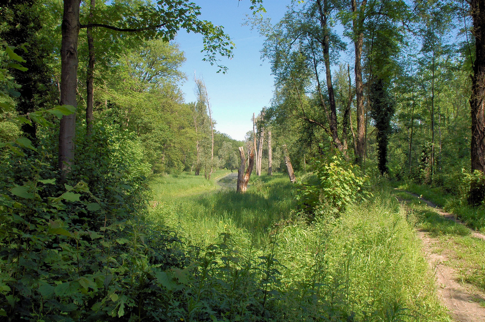 Rheinauen bei Karlsruhe