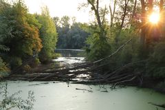 Rheinauen bei Sondernheim