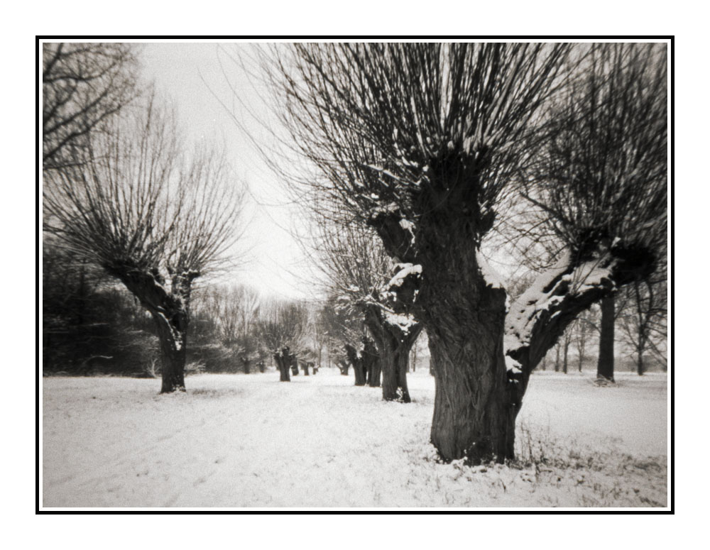 Rheinauen bei Stromkilometer 719