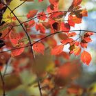 Rheinauen - Herbst