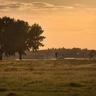 Rheinauen im Abendlicht