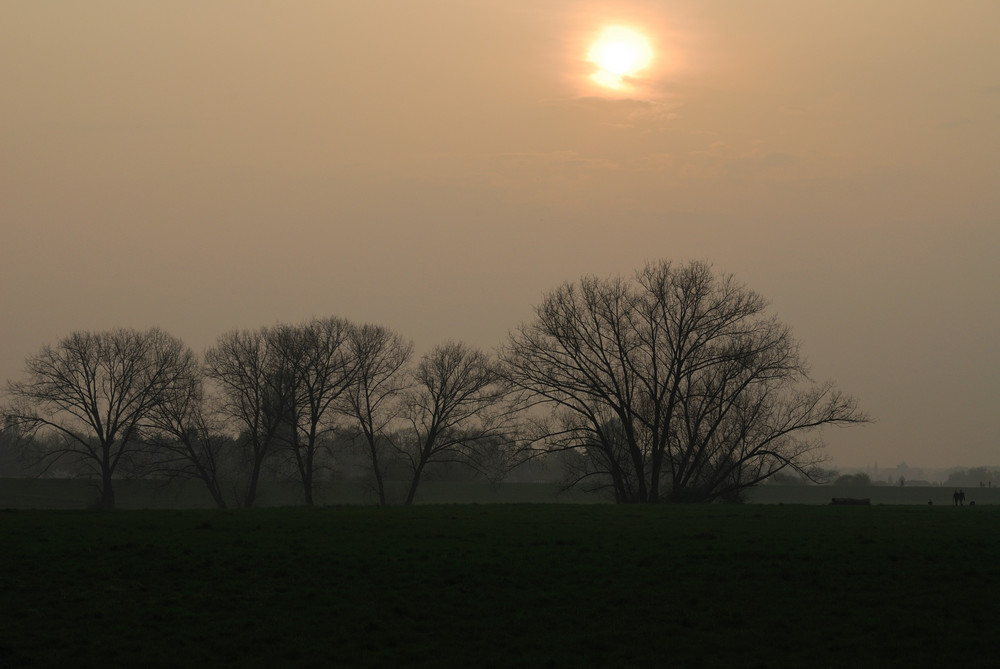 Rheinauen im Dunst des Abends