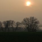 Rheinauen im Dunst des Abends