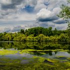 Rheinauen im Juli