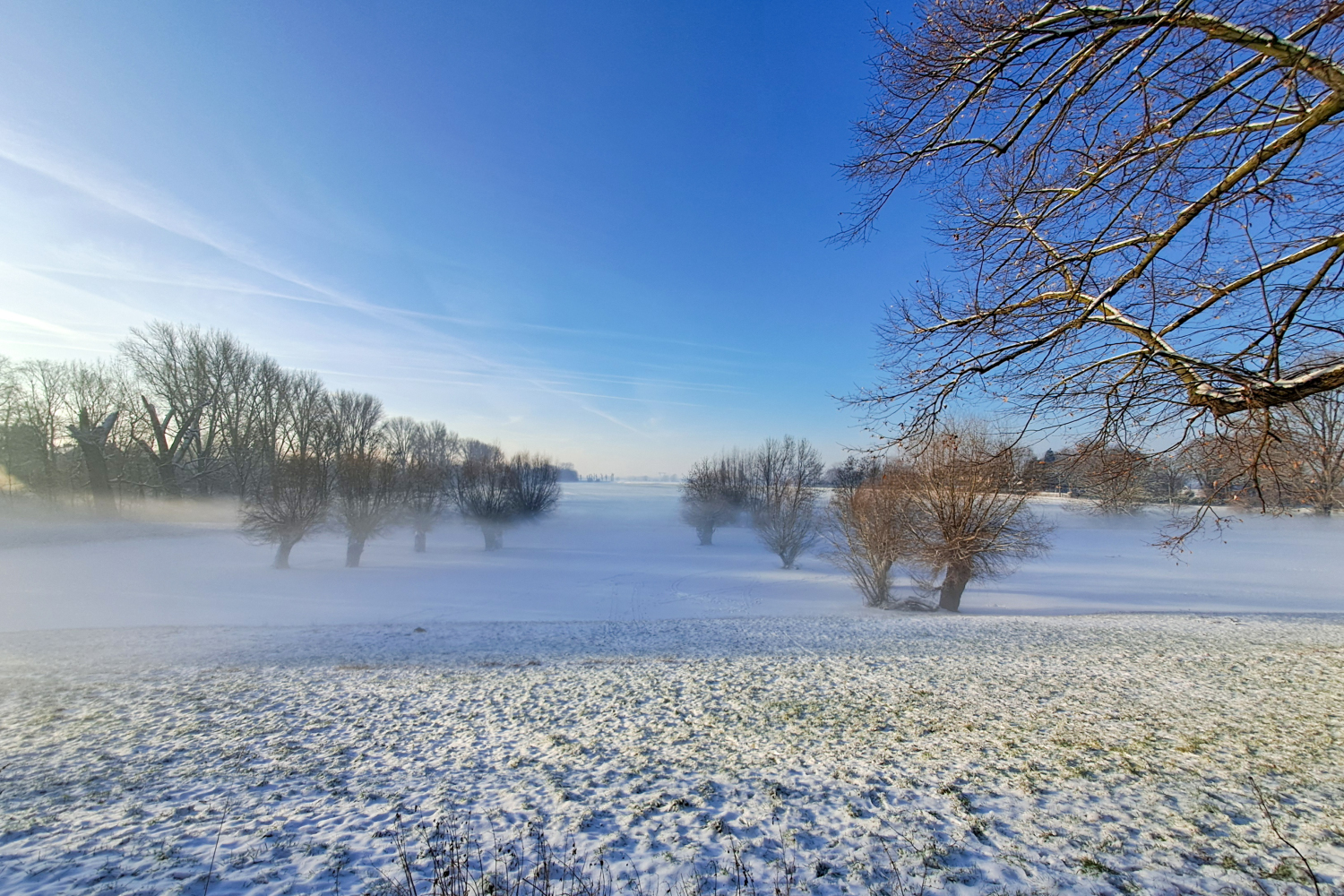 Rheinauen im Morgennebel