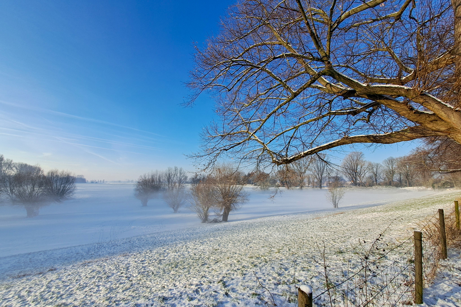 Rheinauen im Morgennebel