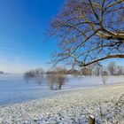 Rheinauen im Morgennebel