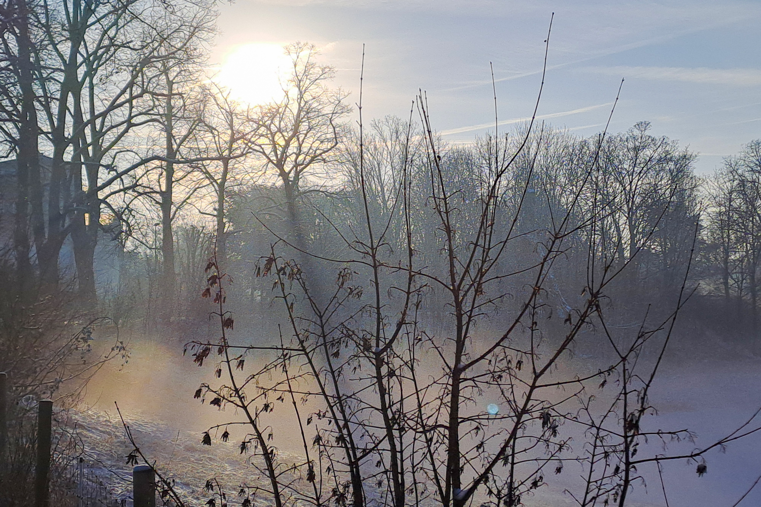 Rheinauen im Morgennebel