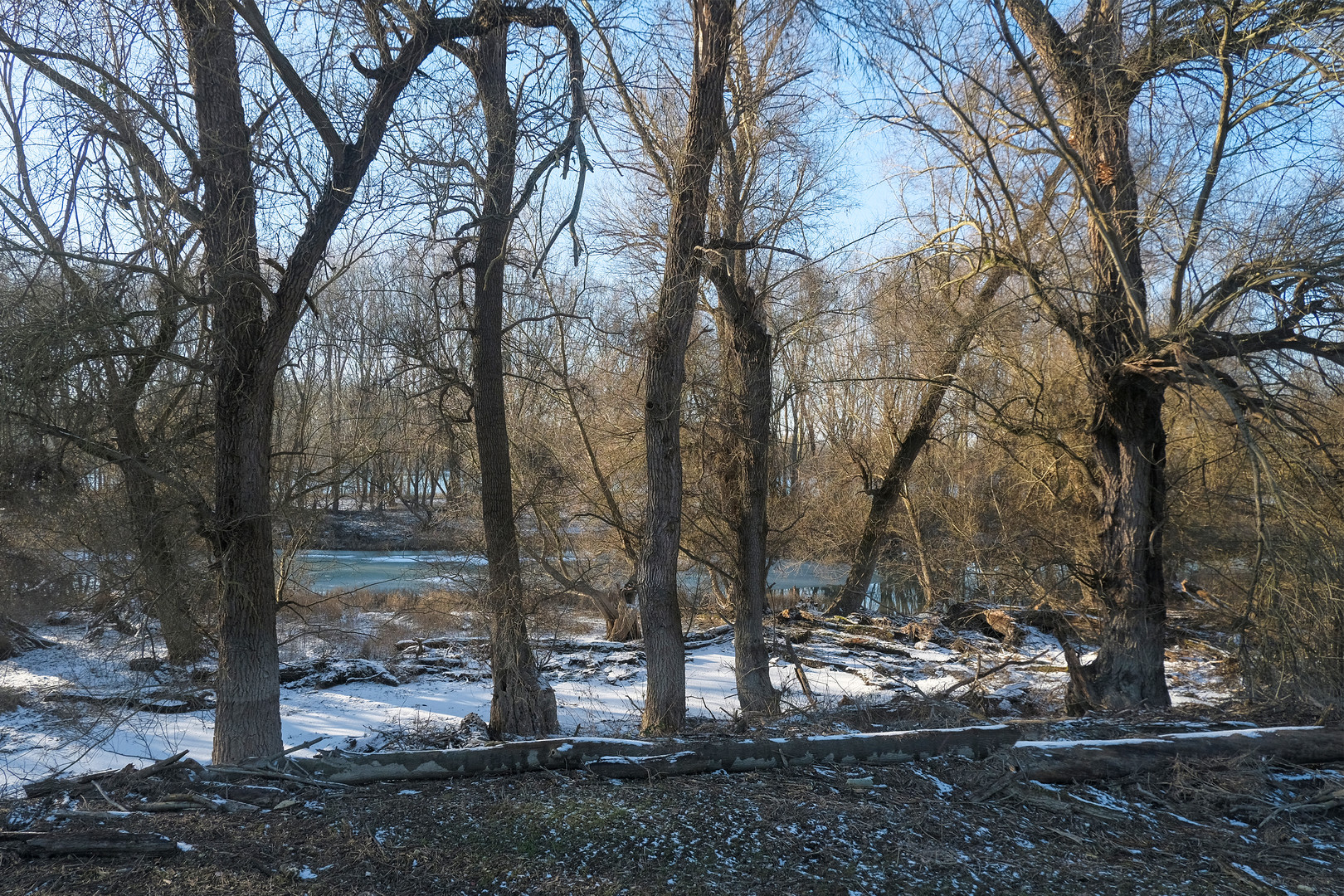 Rheinauen im Winter