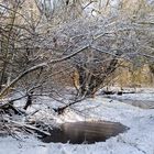 Rheinauen im Winterkleid