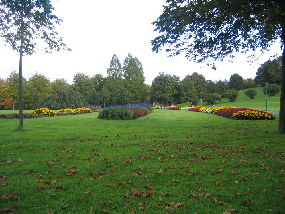 Rheinauen in Bonn