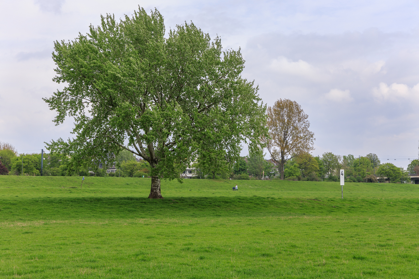 Rheinauen in Düsseldorf