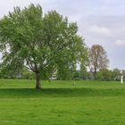 Rheinauen in Düsseldorf