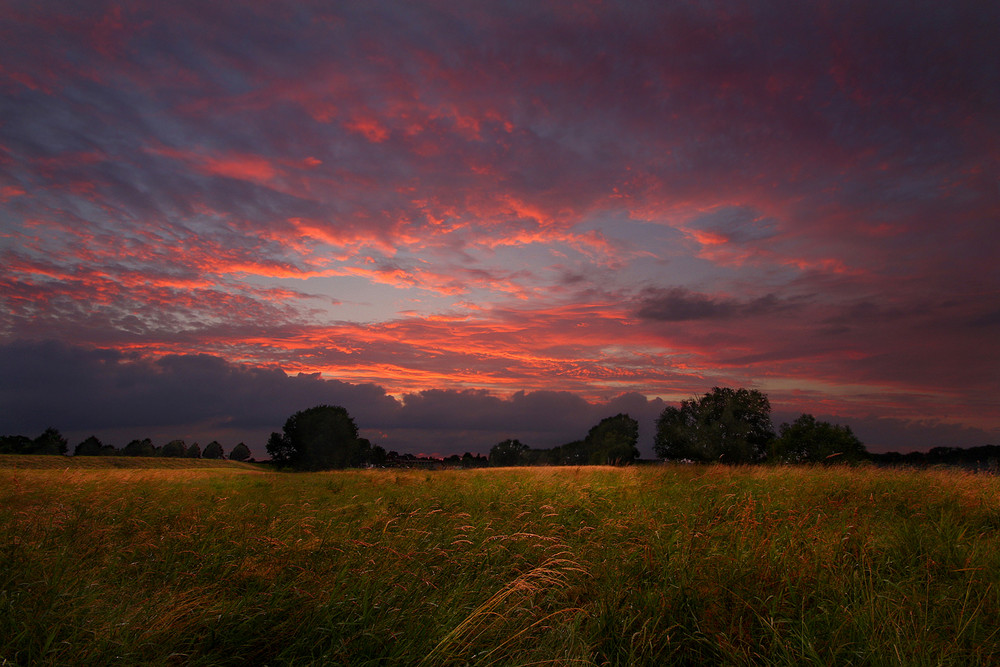 Rheinauen in Zons