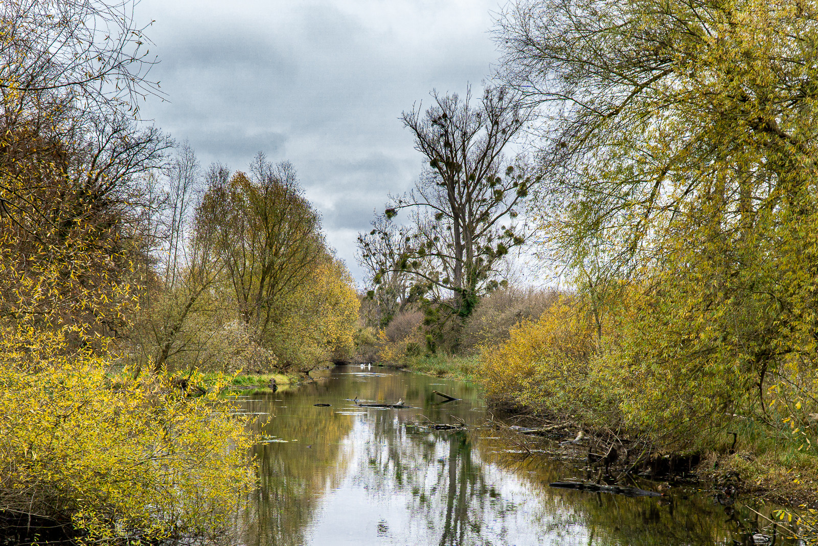 Rheinauen-Landschaft