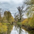 Rheinauen-Landschaft