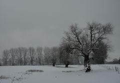 Rheinauen Nähe Himmelgeist