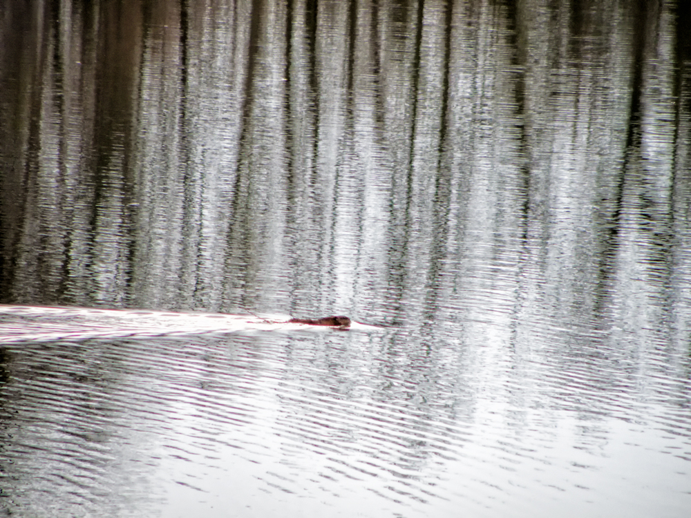 Rheinauen-Nutria