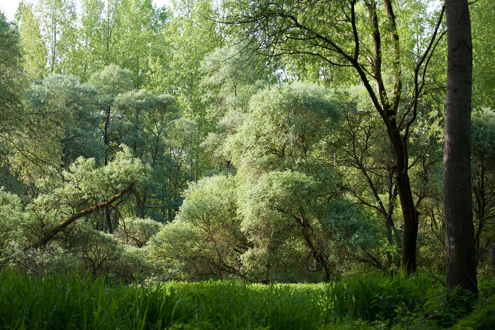 Rheinauen - Urwald