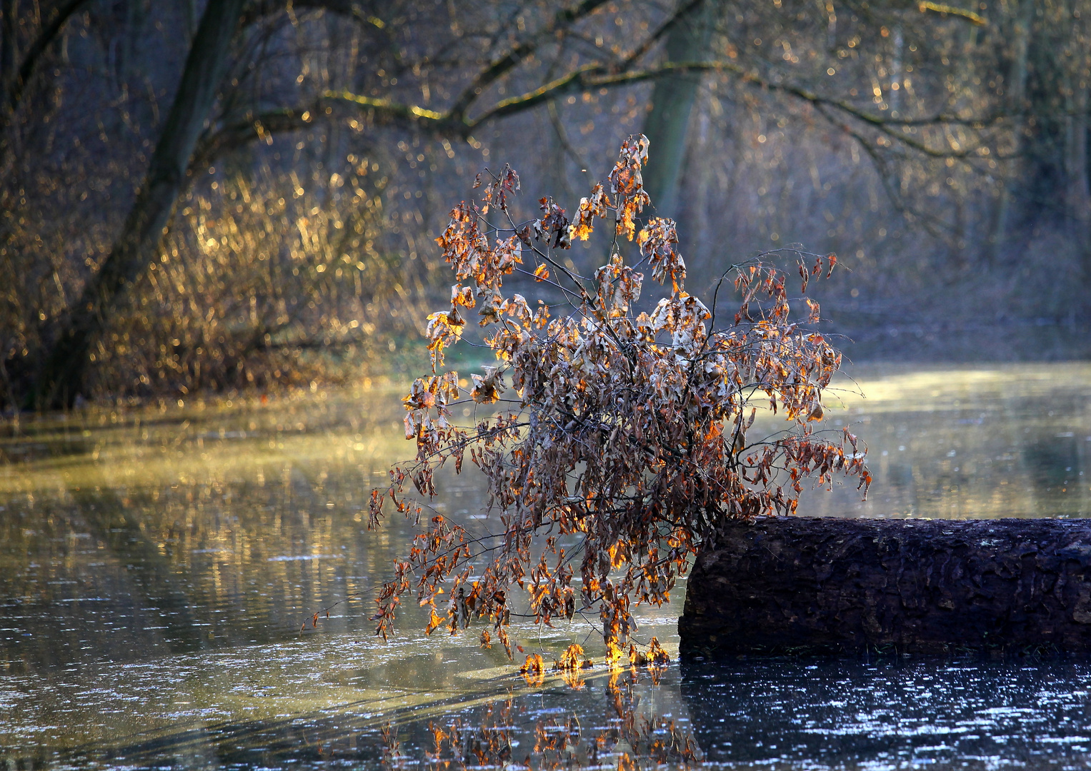 Rheinauenen nach einer Januarflut