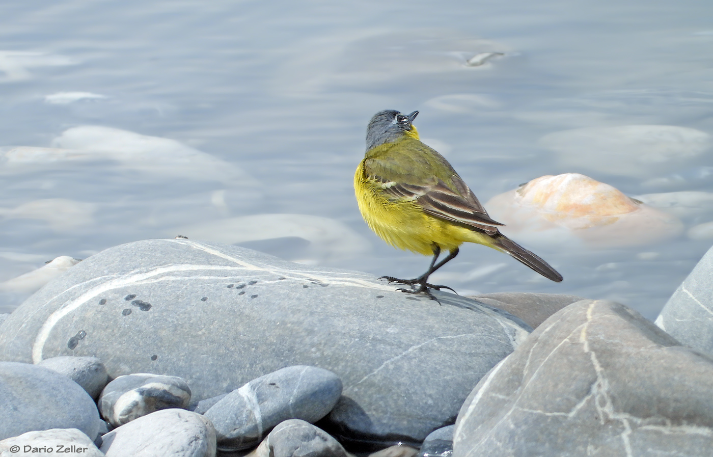 Rheinbewohnerin