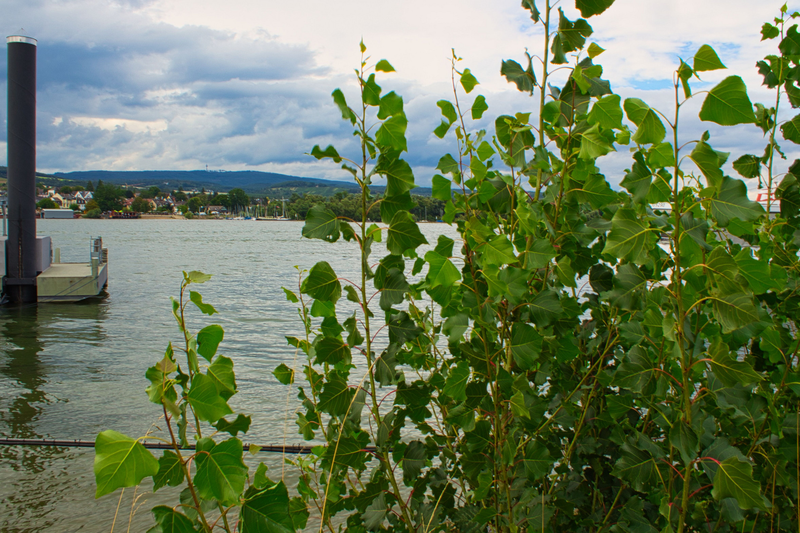 Rheinblick mit Pflanzen