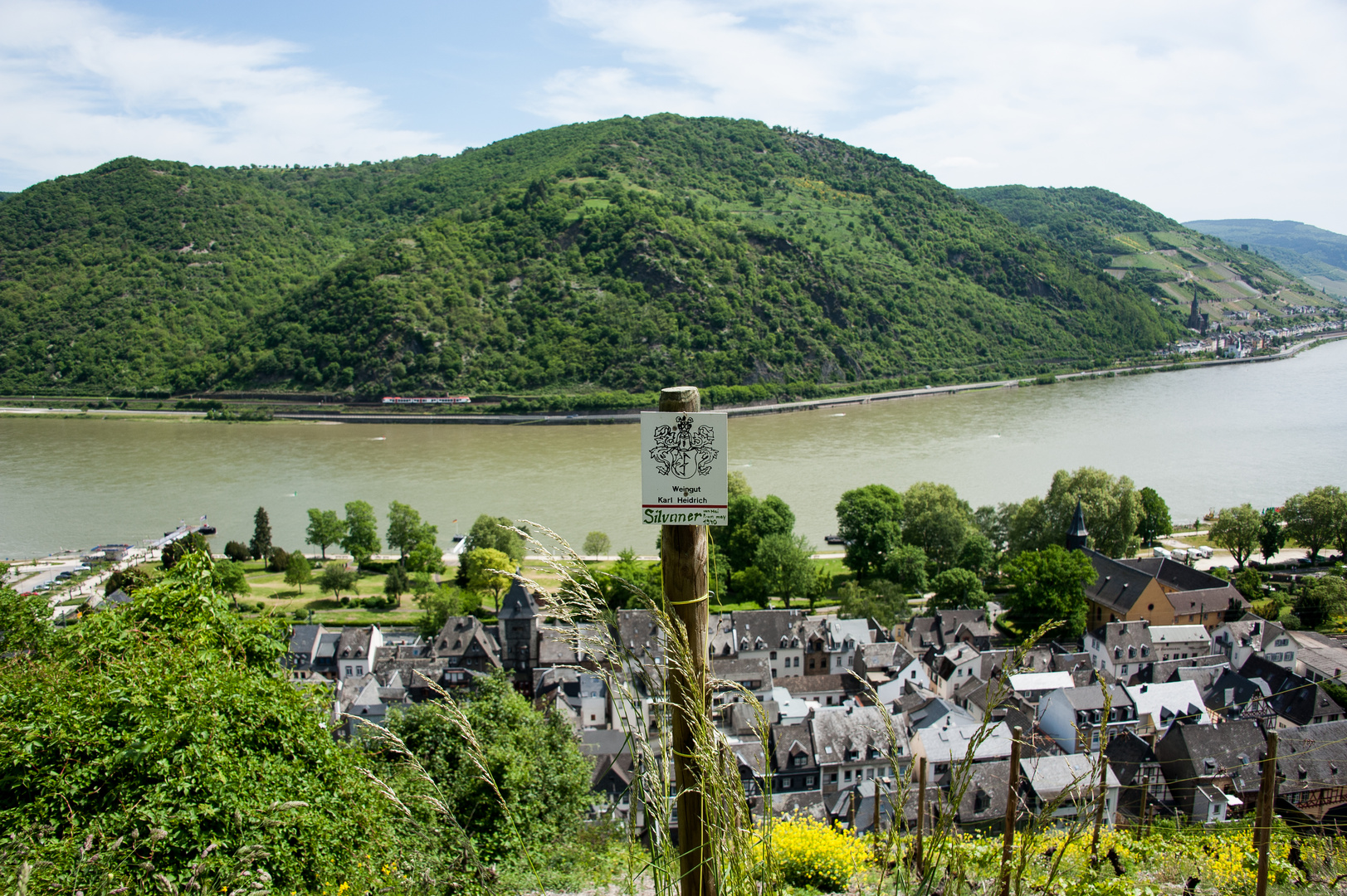 Rheinblick über die Weinberge