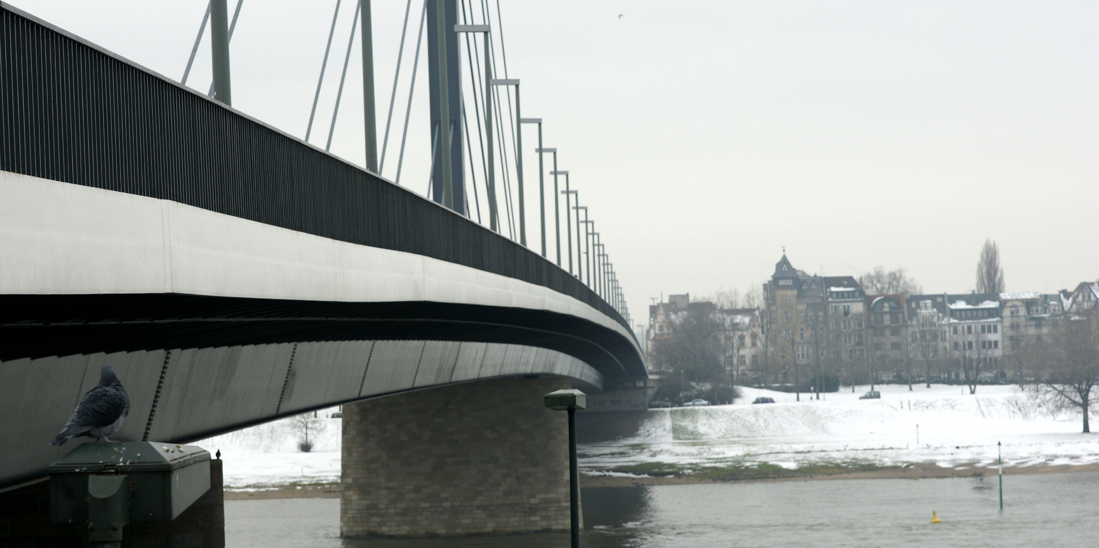 Rheinbrücke - Oberkassel - Taube