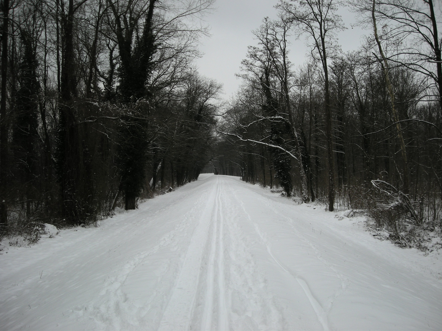 Rheindamm-Allee