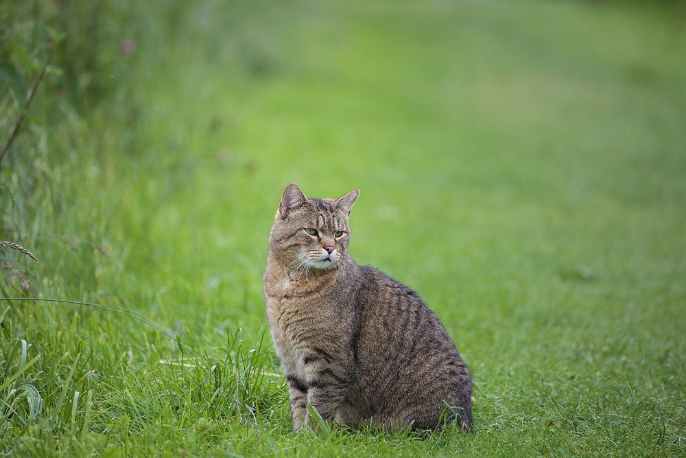 Rheindamm Katze