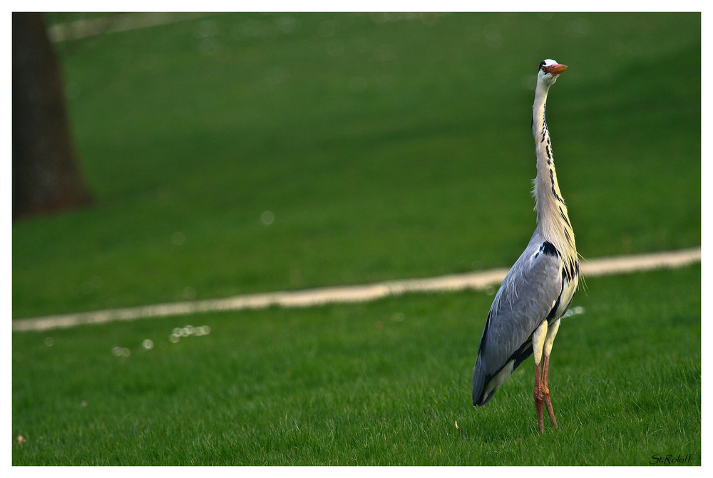 Rheine Zoo Außengelände 1-3