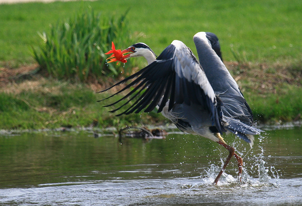 Rheine Zoo Außengelände 3-3