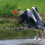 Rheine Zoo Außengelände 3-3