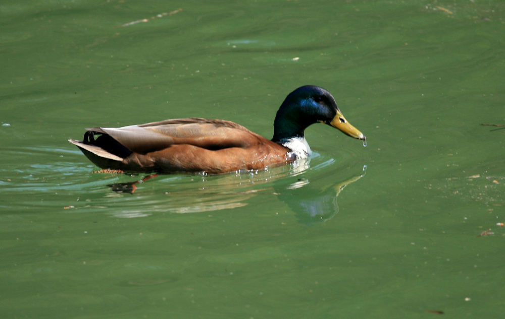 Rheinente bei Tössegg