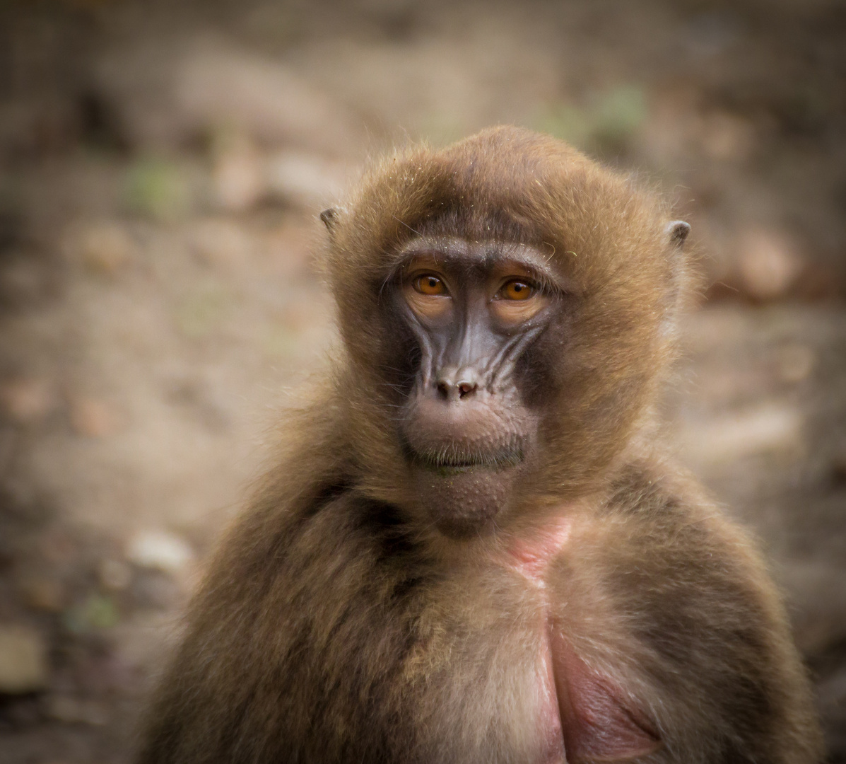 Rheiner Naturzoo