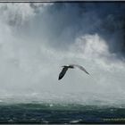 Rheinfall mit Geflügel